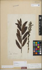 Foto von Salix purpurea L. x Salix viminalis L.